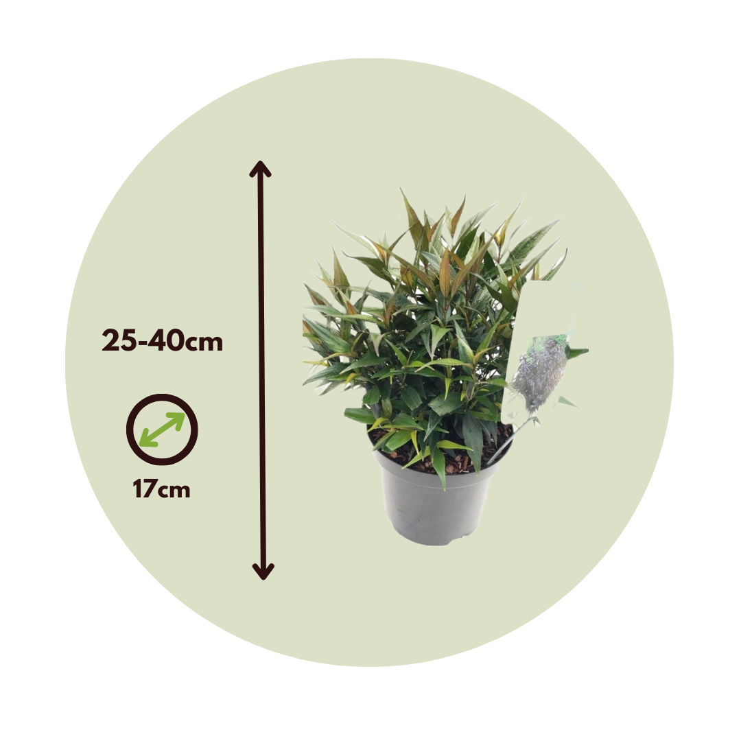 Escudo Persa - 2 Pzs - Strobilanthes ‘brunetthy’ - Altura 25-40cm - ⌀17cm_2