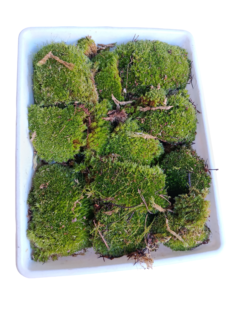 Caja Pequeña De Bolas De Musgo ( Bandeja No Incluida )_0