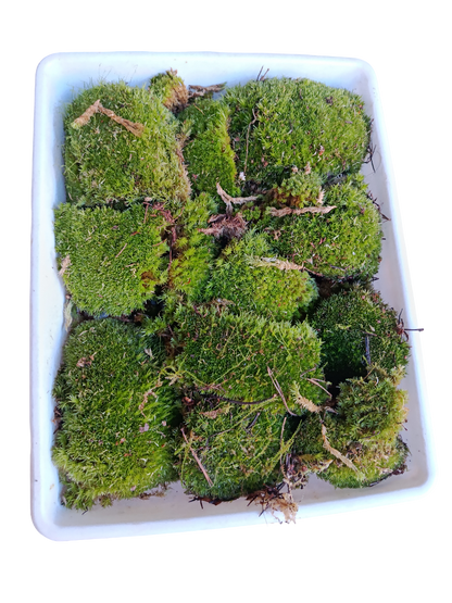 Caja Pequeña De Bolas De Musgo ( Bandeja No Incluida )_0