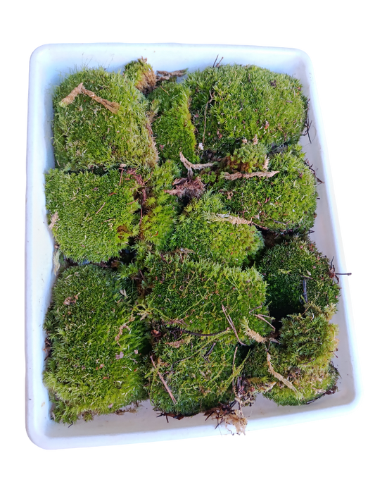 Caja Pequeña De Bolas De Musgo ( Bandeja No Incluida )_0
