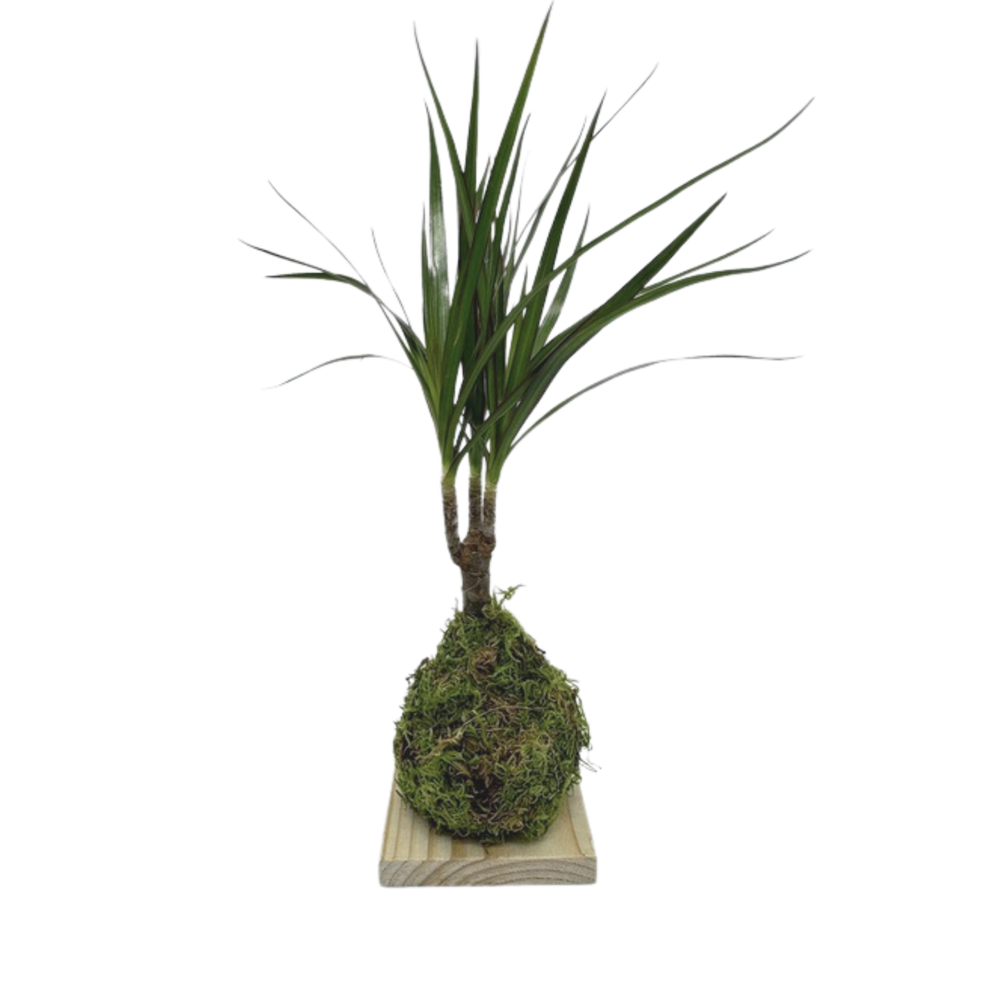 Planta Dracaena Marginata Kokedama Natural_0