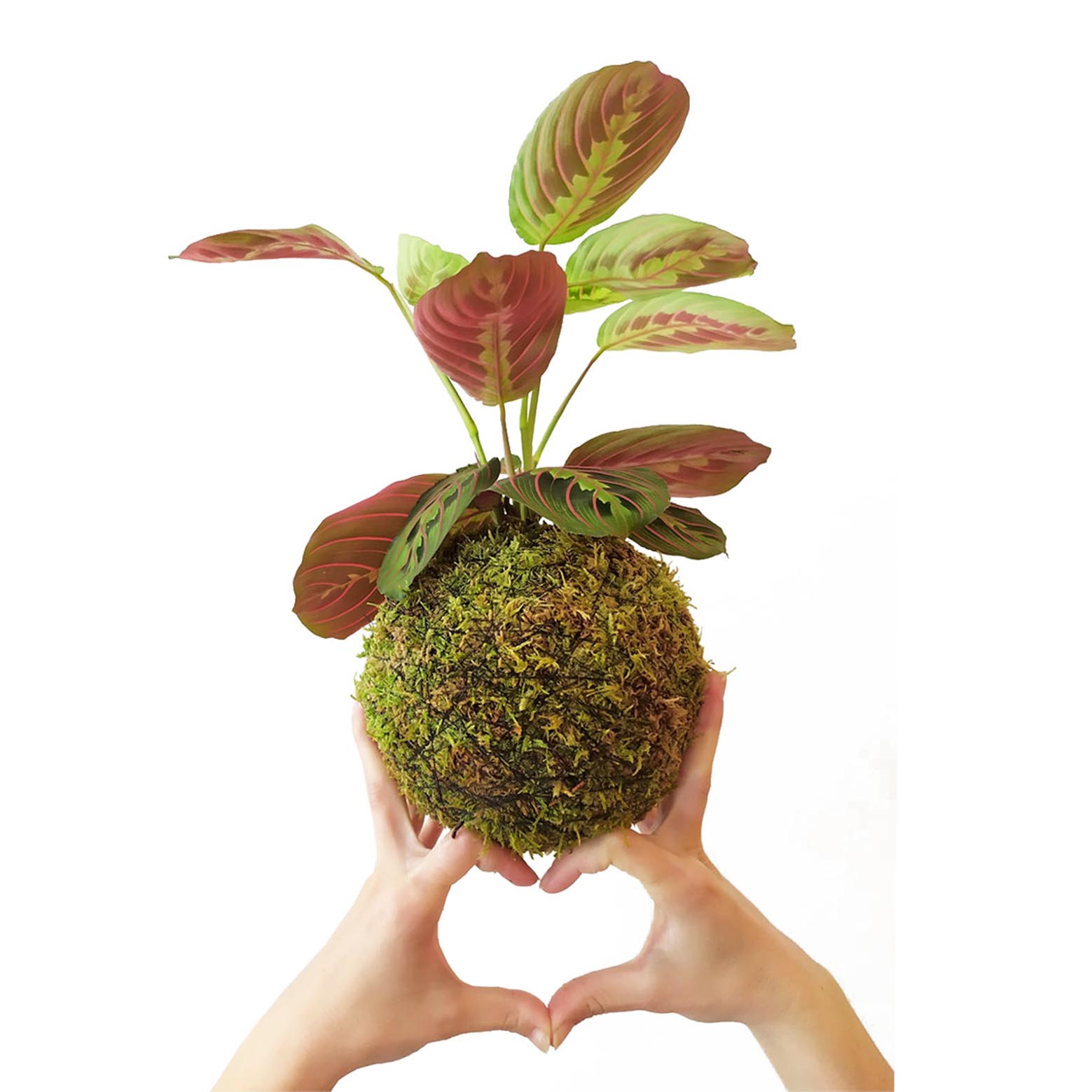 Maranta En Kokedama_1