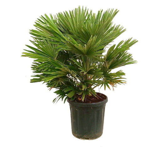 Chamaerops Humilis Vulcano M32 70-100cm_0