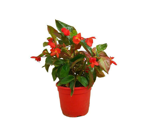 Begonia Dragon Wing M22 30cm_0