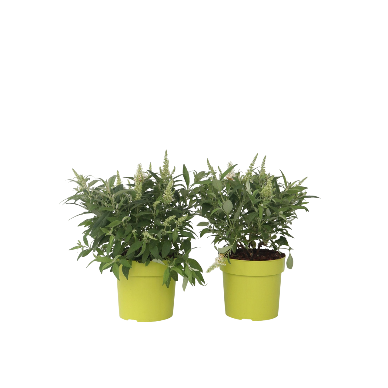 Budleia - 2 Pzs - Buddleja Davidii 'candy' - Altura 30-40cm - ⌀19cm_0