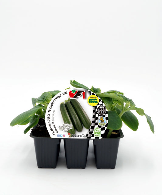 Pack Plantones Calabacín Hibrido Brillante F1 6 Ud. Natural - Fitoralia_0