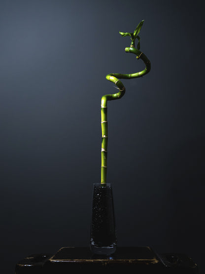 Bamboo Lucky Espiral | Altura 60cm