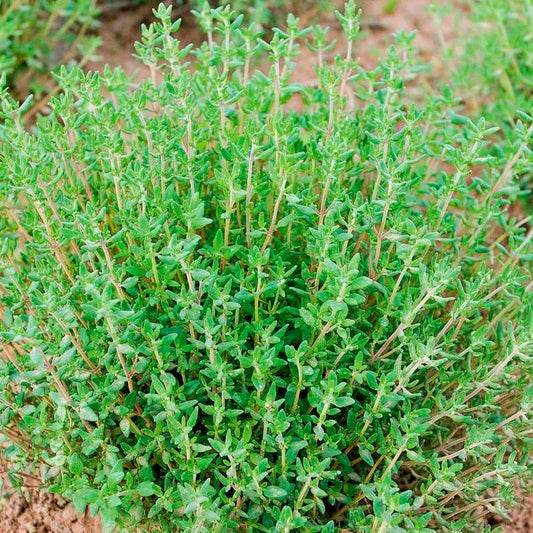 Semillas Tomillo Ecológicas_0