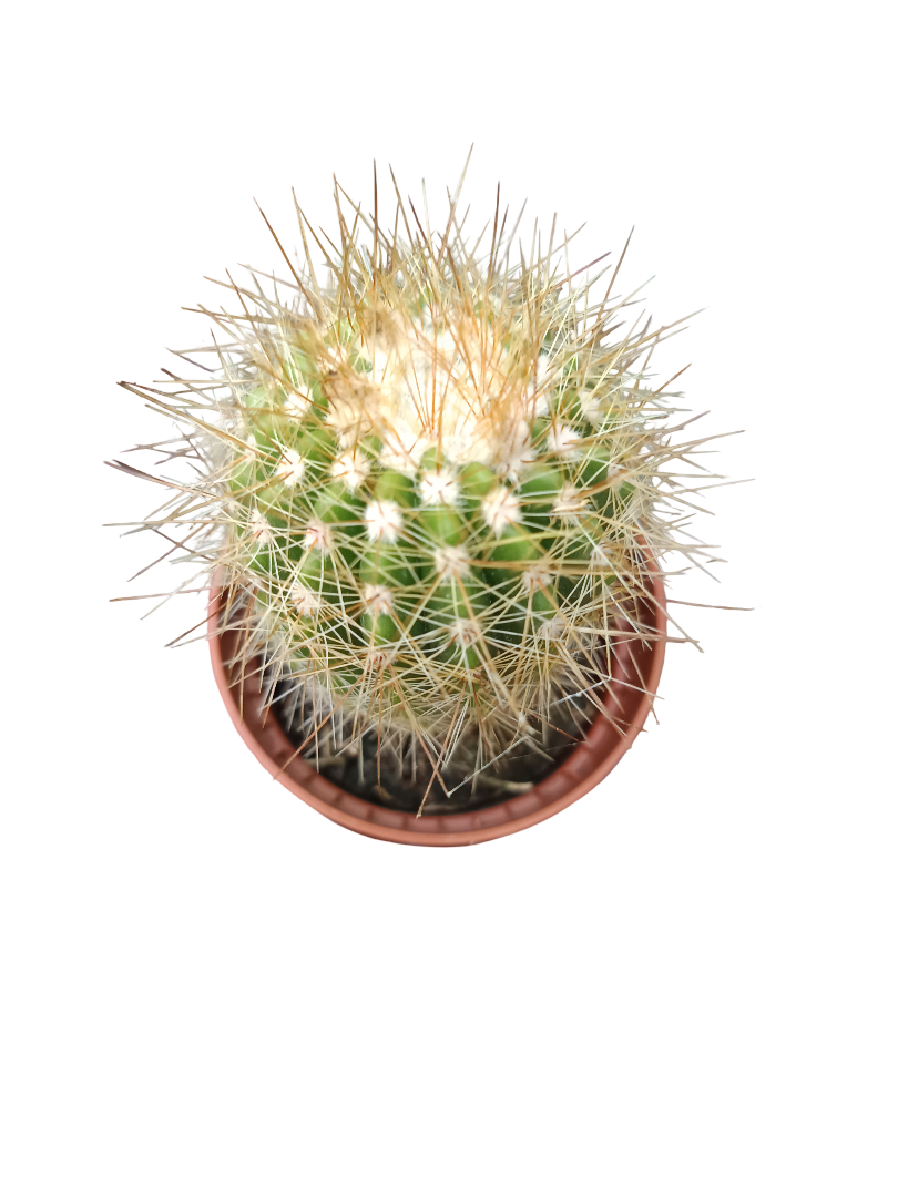 Cactus surtido aleatorio ☼ planta pequeña Ø5 VENTA POR UNIDAD