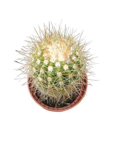 Cactus Surtido Aleatorio ☼ Planta Pequeña Ø5 Venta Por Unidad_4