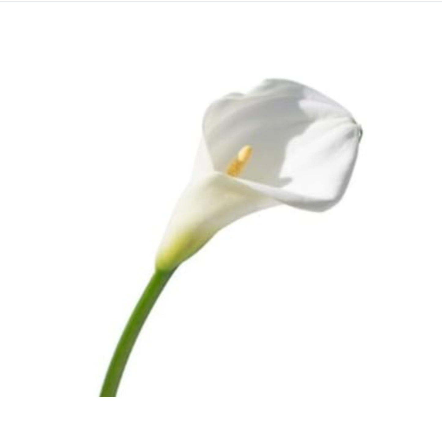 Pack 2 Plantas  Spathiphyllum - Planta De Lirio De Paz  En Maceta Ø9cm_2