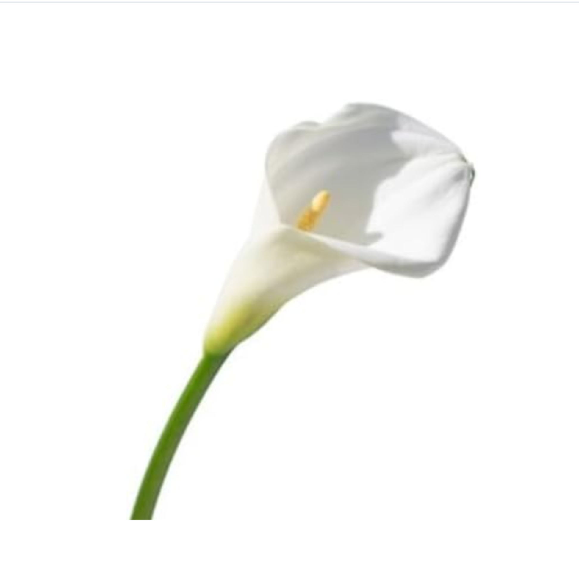 Pack 2 Plantas  Spathiphyllum - Planta De Lirio De Paz  En Maceta Ø9cm_2