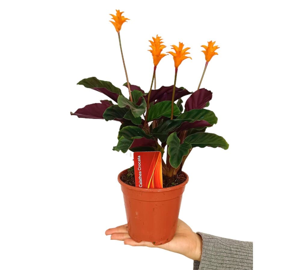 Calathea Crocata M14 50cm_0