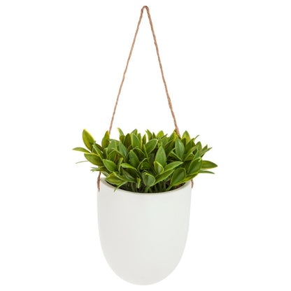 Planta De Pared Colgante H20_0