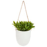 Planta De Pared Colgante H20