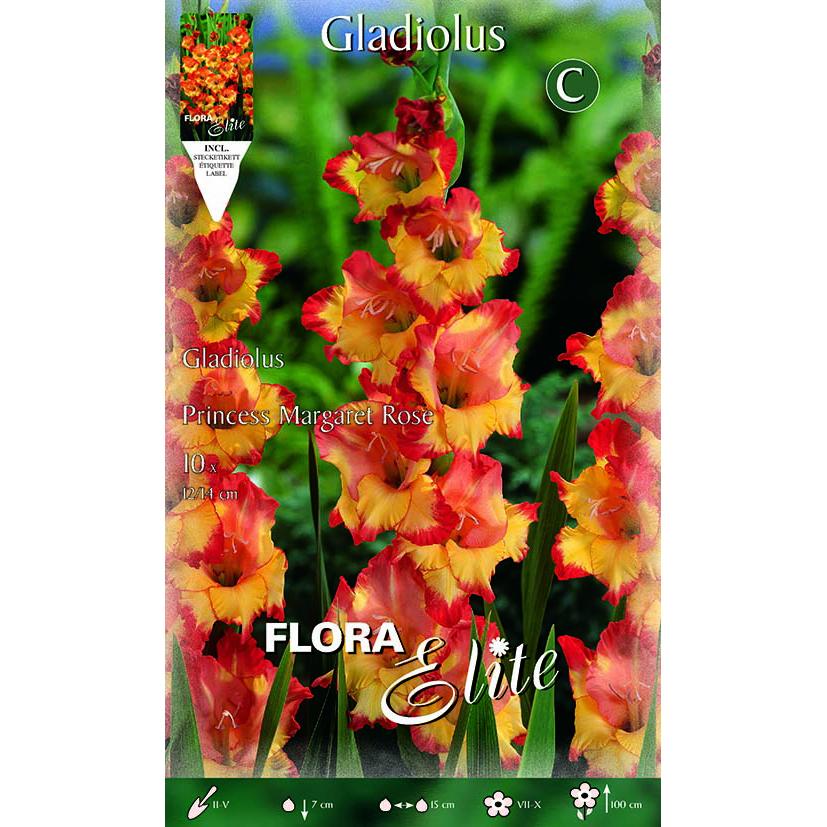 Bulbo Gladiolo naranja centro amarillo 10 uds