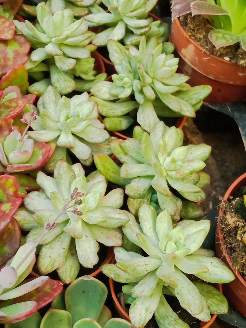 Echeveria Minibelle F. Mons Planta Suculenta_0
