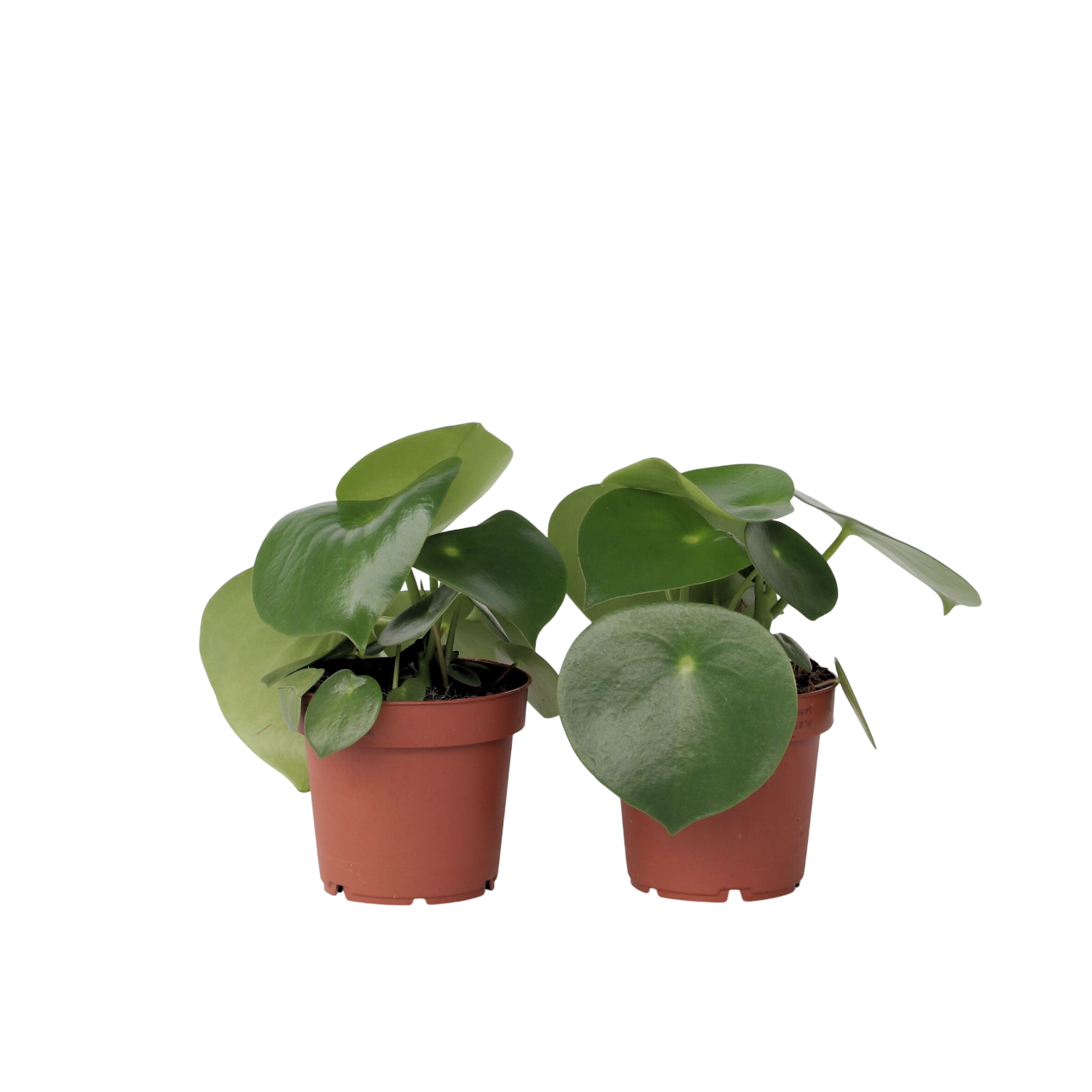 Corazón De Hombre - 2 Pzs - Peperomia Polybotrya - Altura 20-30cm - ⌀12cm