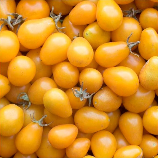 Semillas Tomate Amarillo Yellow Submarine Ecológicas