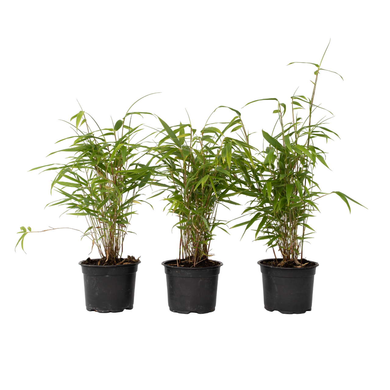 Bambú - 3 Pzs - Fargesia Papyrifera 'grex' - Altura 30-40cm - ⌀13cm_0