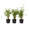 Bambú - 3 Pzs - Fargesia Papyrifera 'grex' - Altura 30-40cm - ⌀13cm