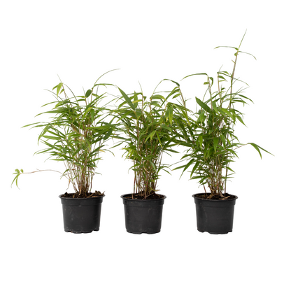 Bambú - 3 Pzs - Fargesia Papyrifera 'grex' - Altura 30-40cm - ⌀13cm