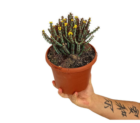 Euphorbia Aeruginosa M17_0