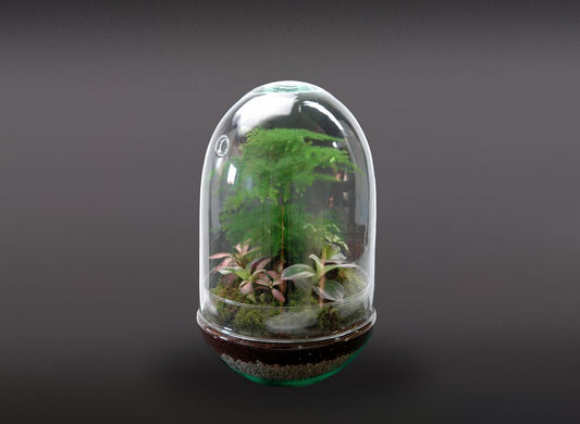 Nanogarden Terrario Jungle Grupe 30x17cm_0