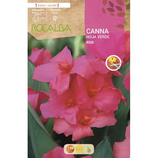 Bulbo Canna rosa hoja verde rosa 1 unidad