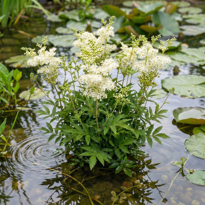 Reina De Los Prados - Filipendula Ulmaria - Set De 4 Con Cesta_1
