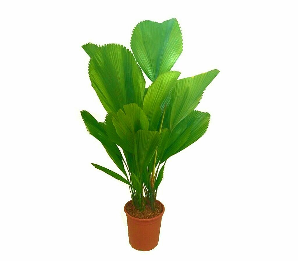 Licuala Grandis M25 90-100cm_0