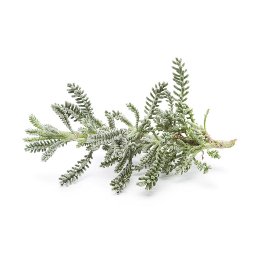 Plantón de Santolina 6 uds. Gama Tradicional