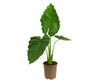 Alocasia Macrorrhiza M22 80-100cm