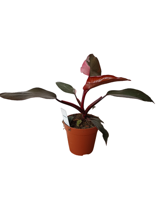 Philodendro Pink Princess Planta De Interior Ø12_0