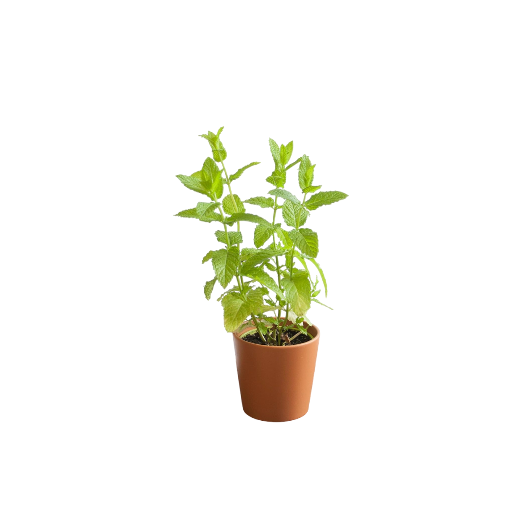 Mix De Plantas Aromáticas Melisa, Menta, Manzanilla, Salvia_0