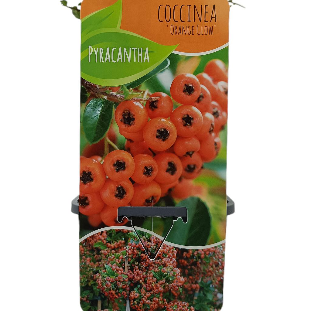 Pyracantha Golden Charmer M14_0