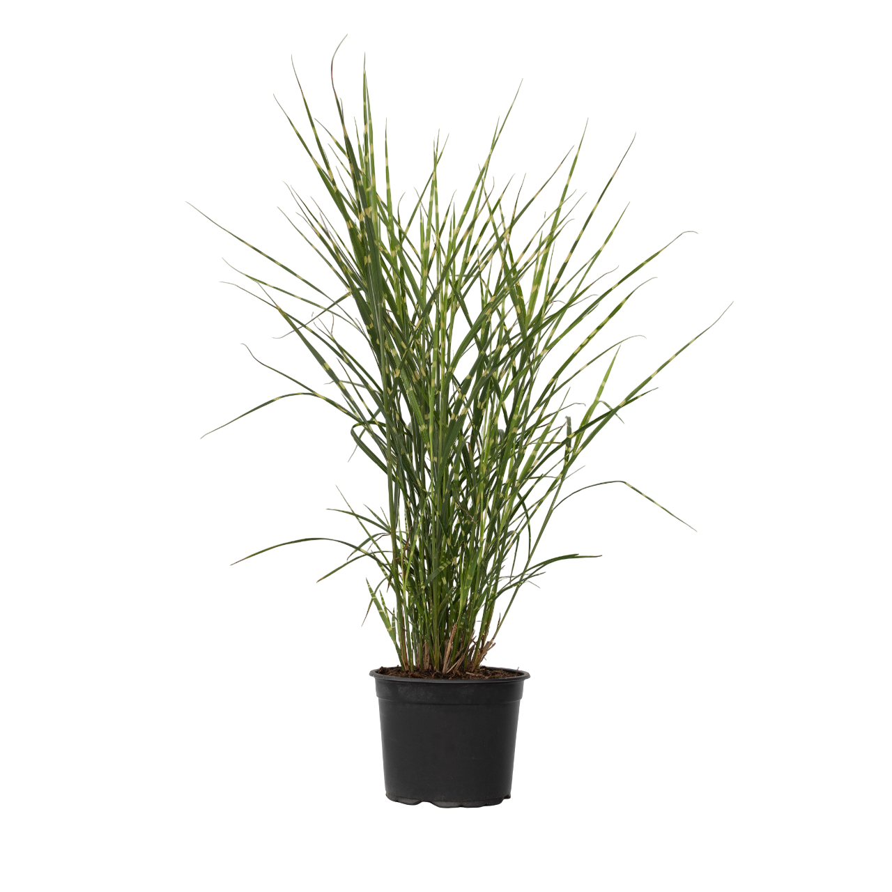 Pasto Plateado Chino - Miscanthus Sinensis 'zebrinus' - Altura 20-30cm - ⌀23cm_0