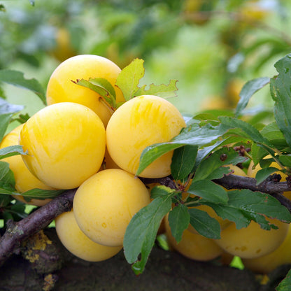 Frutal Ciruelo Golden Japan - Planta Natural - Maceta 26cm. - Altura Aprox. 120/150