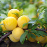 Frutal Ciruelo Golden Japan - Planta Natural - Maceta 26cm. - Altura Aprox. 120/150