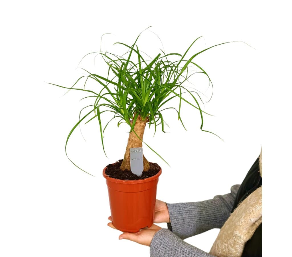 Beaucarnea Nolina Recurvata M17 35cm (pata De Elefante)