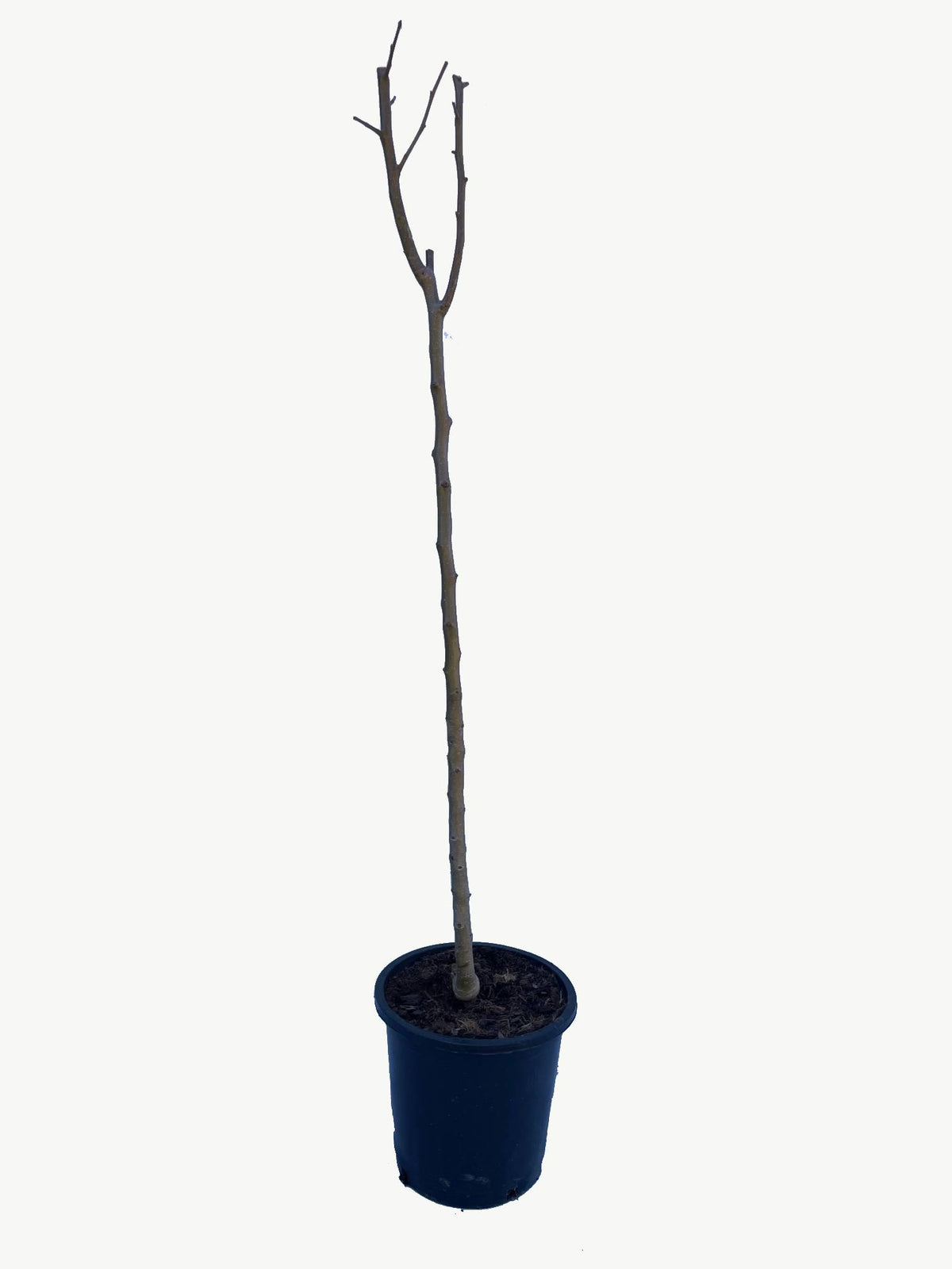 Frutal Pera Castell - Planta Natural - Maceta 26cm. - Altura Aprox. 120/150_2