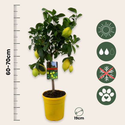Árbol De Limón - 2 Pzs - Citrus Limon - Altura 60-70cm - ⌀19cm_2
