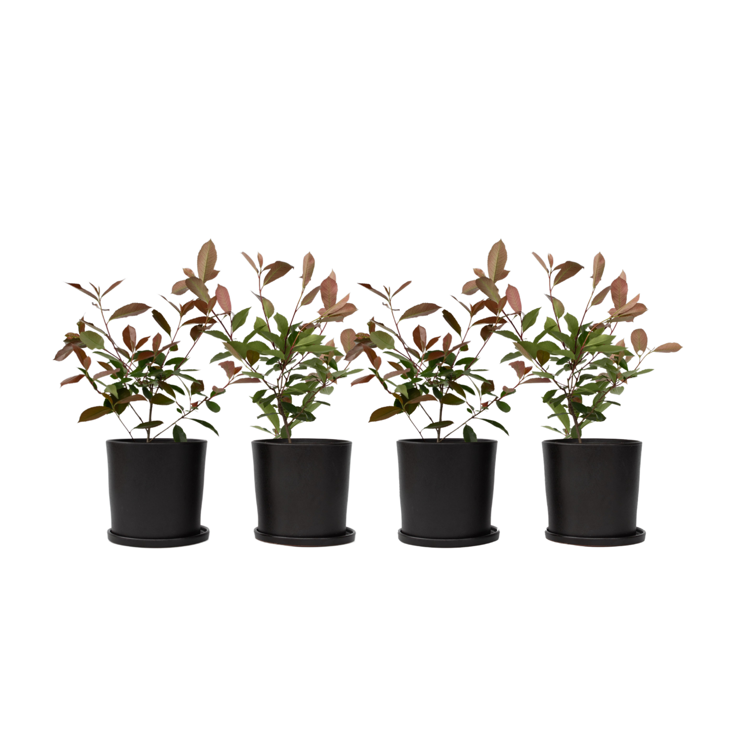 Fotinia - 4 Pzs - Photinia Fraseri 'red Robin' - Altura 30-40cm - ⌀17cm