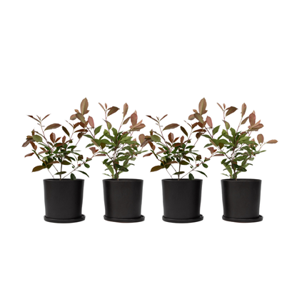 Fotinia - 4 Pzs - Photinia Fraseri 'red Robin' - Altura 30-40cm - ⌀17cm