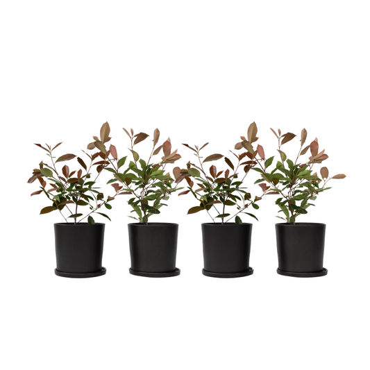 Fotinia - 4 Pzs - Photinia Fraseri 'red Robin' - Altura 30-40cm - ⌀17cm