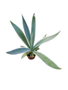 Agave angustifolia marginata Planta suculenta de sol Ø8