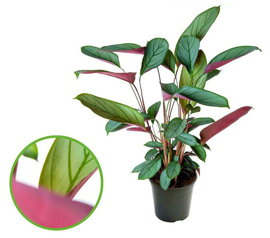 Ctenanthe Setosa M17 45cm_0