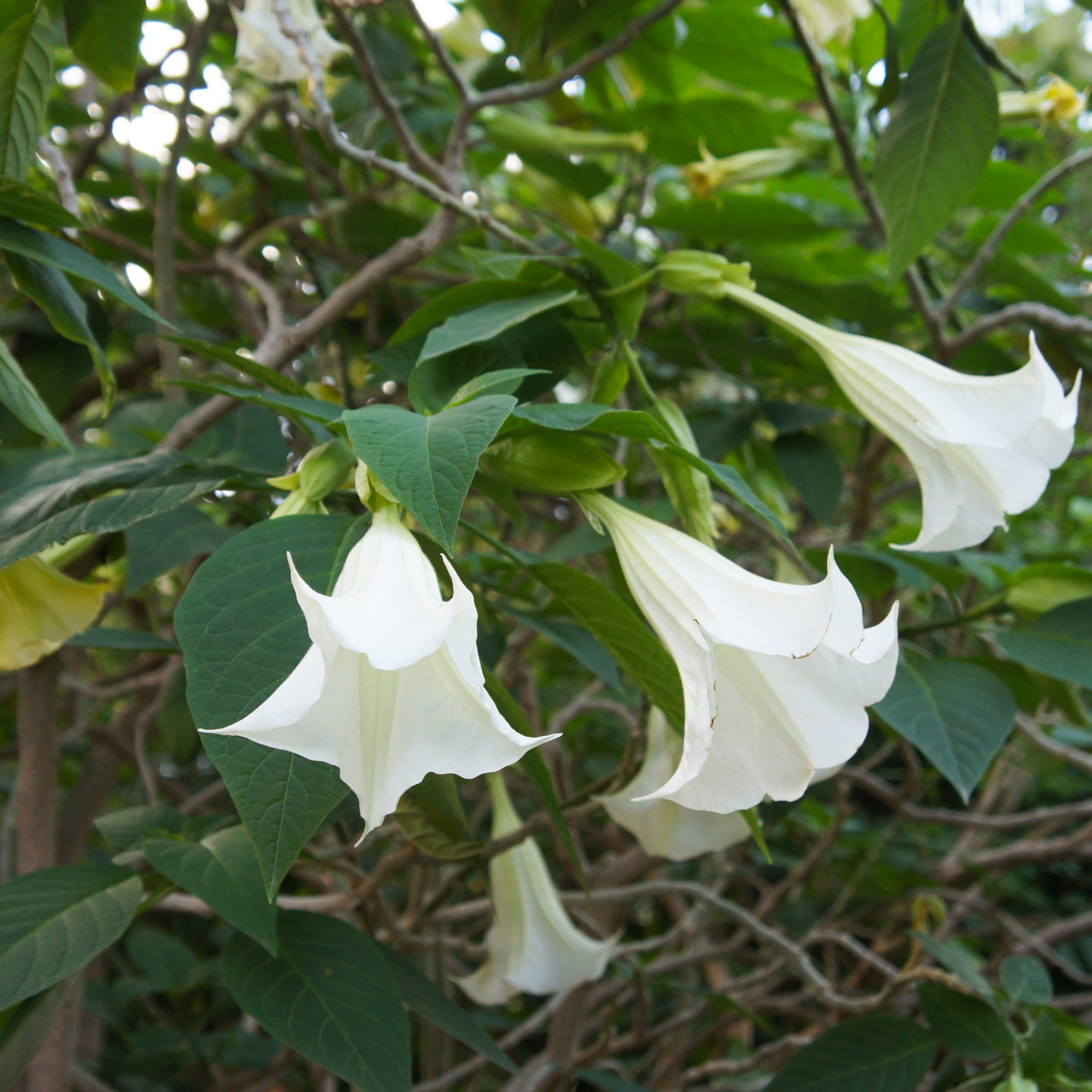 Trompetera - 3 Pzs - Brugmansia - Altura 25-40cm - ⌀9cm