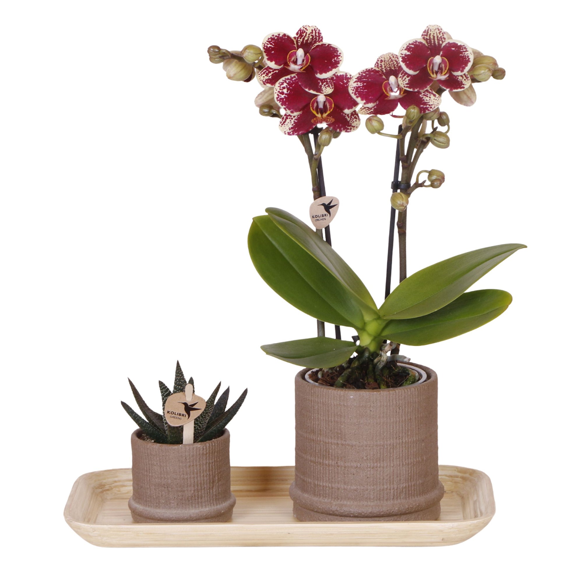 Set De Regalo Orquídea 'cocktail S' - Phalaenopsis - Altura 30cm