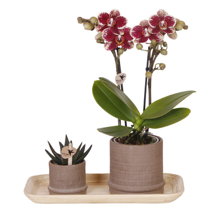 Set De Regalo Orquídea 'cocktail S' - Phalaenopsis - Altura 30cm